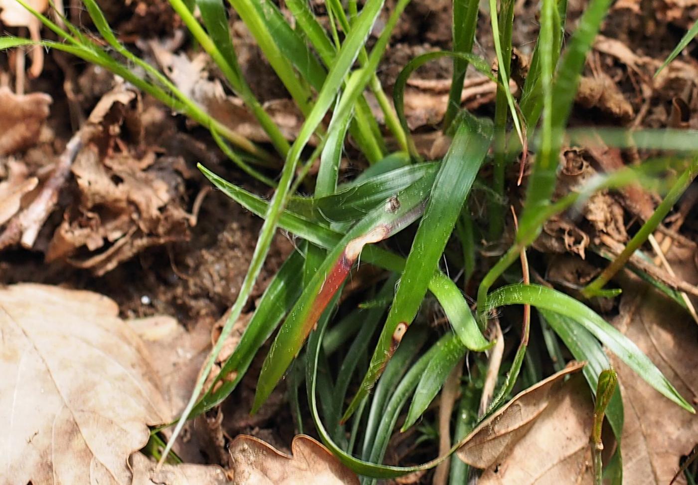 Woodrush, Fosters leaf